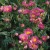 byliny-i-trawy_erigeron_70136_1.jpg