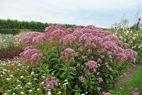 eupatorium-baby-joe_2 (1).jpg