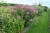 eupatorium-baby-joe_1.jpg
