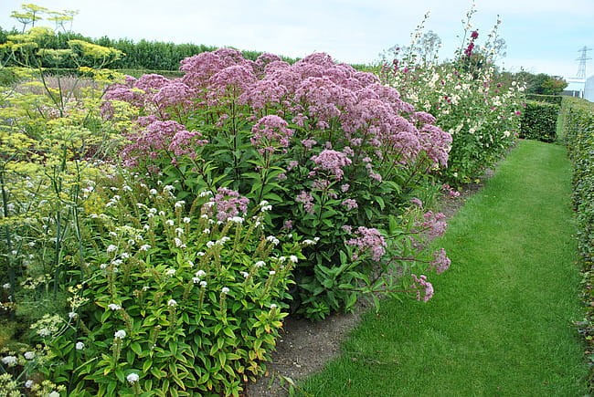 eupatorium-baby-joe_1.jpg