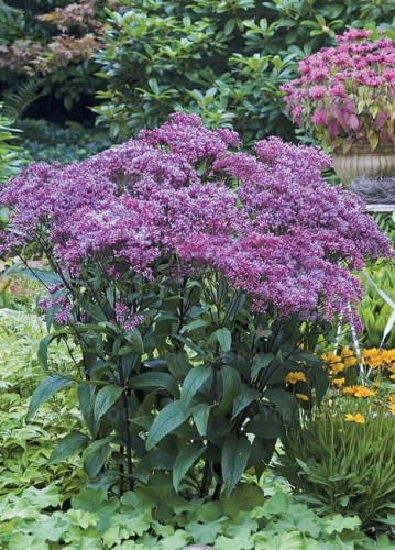 eupatorium-baby-joe_78118_2.jpg