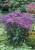 eupatorium-baby-joe_78118_2.jpg