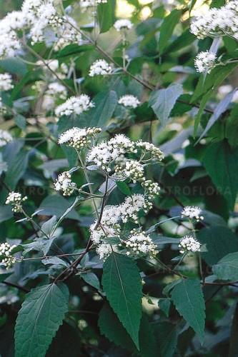eupatorium-chocolate_3.jpg