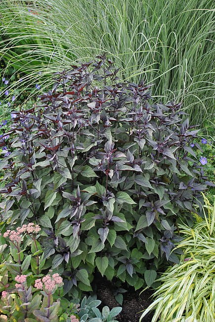 eupatorium-chocolate_2.jpg