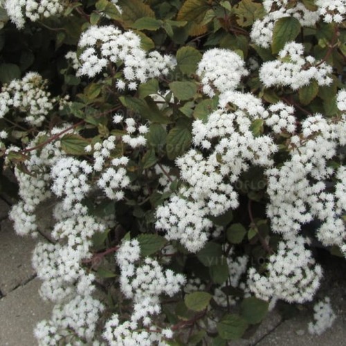 byliny-i-trawy_eupatorium-sadziec_78119_1.jpg