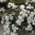 byliny-i-trawy_eupatorium-sadziec_78119_1.jpg