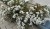 eupatorium-chocolate_5.jpg