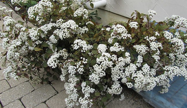 eupatorium-chocolate_5.jpg