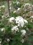 eupatorium-chocolate_4.jpg