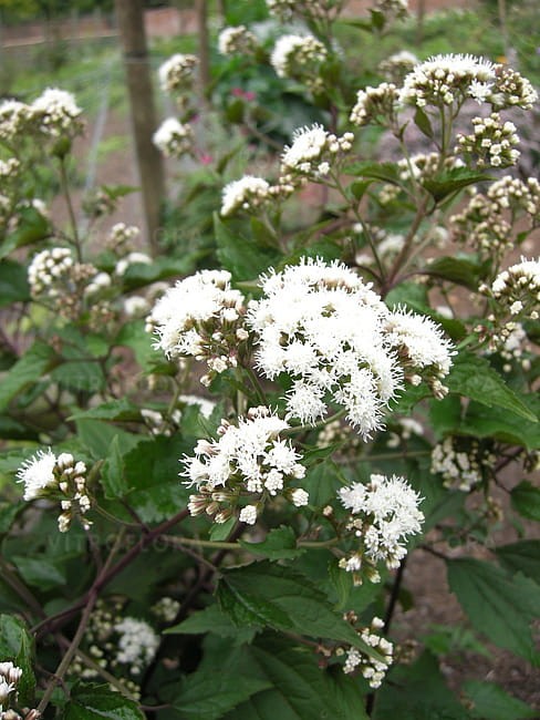 eupatorium-chocolate_4.jpg