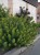 euphorbia-black-pearl_6.jpg