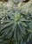 euphorbia-black-pearl_9.jpg