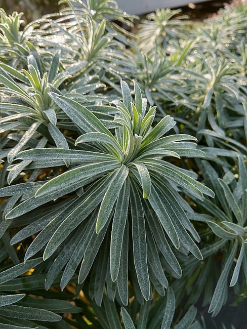 euphorbia-black-pearl_9.jpg