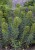 euphorbia-black-pearl_7.jpg