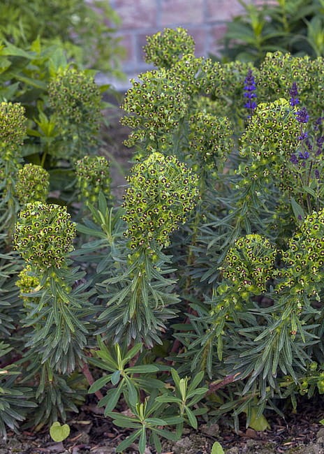 euphorbia-black-pearl_7.jpg