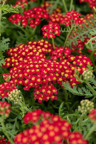 achillea-paprika_1 (1).jpg