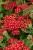 achillea-paprika_1 (1).jpg