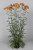 achillea-terracotta_2.jpg