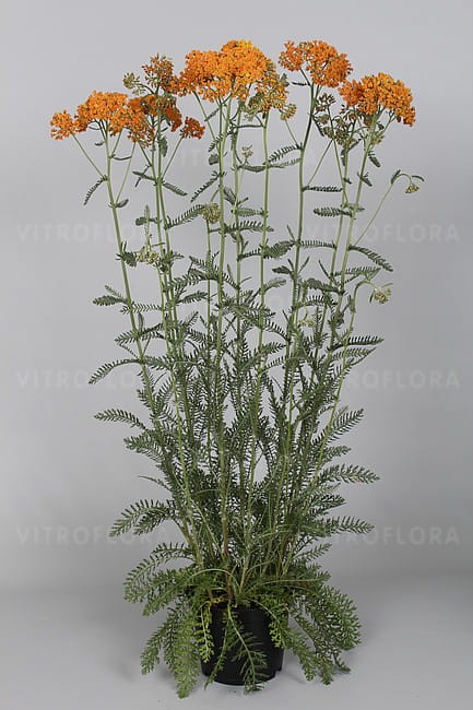 achillea-terracotta_2.jpg