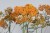 achillea-terracotta_1.jpg