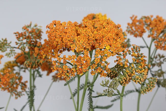 achillea-terracotta_1.jpg