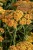 achillea-terracotta_18.jpg