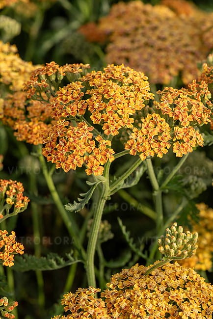achillea-terracotta_18.jpg