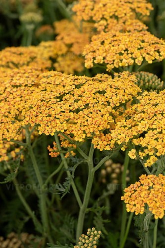 achillea-terracotta_17.jpg