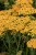 achillea-terracotta_17.jpg