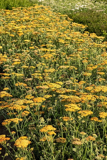 achillea-terracotta_16.jpg