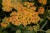 achillea-terracotta_15.jpg