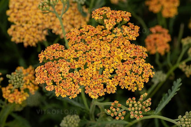 achillea-terracotta_15.jpg