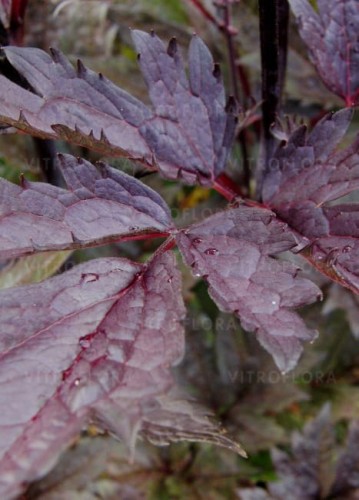 actaea-pink-spike_70763_2 (1).jpg