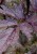 actaea-pink-spike_70763_2 (1).jpg