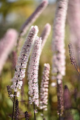 actaea-pink-spike_9.jpg