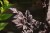 actaea-pink-spike_8.jpg
