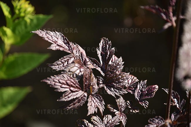 actaea-pink-spike_8.jpg
