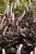 actaea-pink-spike_11.jpg