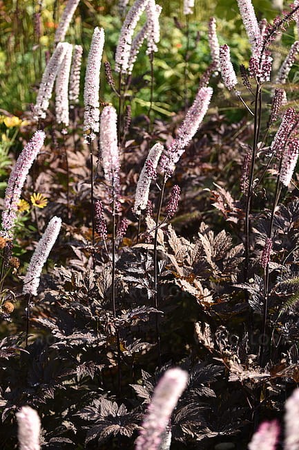 actaea-pink-spike_11.jpg