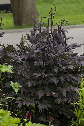 actaea-black-negligee_8.jpg