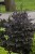 actaea-black-negligee_8.jpg