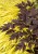 actaea-black-negligee_79414_3.jpg