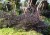 actaea-black-negligee_79414_2.jpg