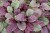 ajuga-burgundy-glow_9.jpg
