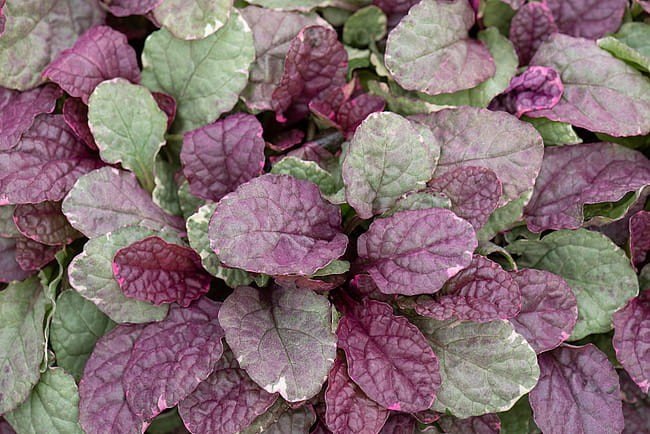 ajuga-burgundy-glow_9.jpg