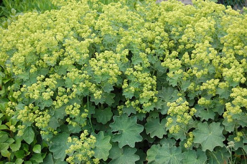 alchemilla-select_1.jpg