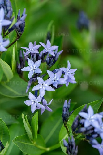 byliny-i-trawy_amsonia_77302_3.jpg