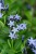 byliny-i-trawy_amsonia_77302_3.jpg
