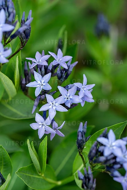 byliny-i-trawy_amsonia_77302_3.jpg
