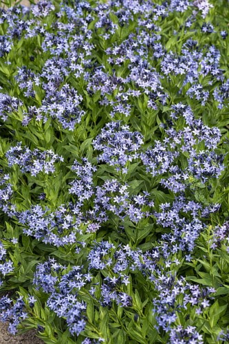 byliny-i-trawy_amsonia_77302_7.jpg